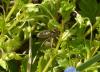 Pisaura mirabilis